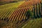 Autumnal vineyards in a row in Italy.