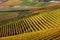 Autumnal vineyards in rows.