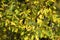 Autumnal yellow american bittersweet leaves closeup view with selective focus on foreground