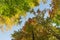 Autumnally colorful treetops with blue sky