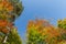 Autumnally colorful treetops with blue sky