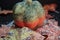 Autumnally decorated pumpkin with autumn foliage and snow