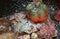 Autumnally decorated pumpkin with autumn foliage,snow and ice crystals