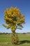 Autumnally tree with green and yellow leaves