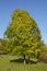 Autumnally tree with green and yellow leaves