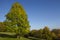 Autumnally tree with green and yellow leaves