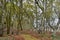 Autumnnal Colours, Redgrave and Lopham Fen, Suffolk, UK