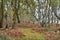 Autumnnal Colours, Redgrave and Lopham Fen, Suffolk, UK