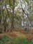 Autumnnal Colours, Redgrave and Lopham Fen, Suffolk, UK