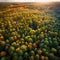 Autumns Aerial Tapestry: A Vast Green Forest
