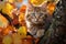 Autumns beauty a cute kitty perches on a colorful tree branch