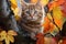 Autumns beauty a cute kitty perches on a colorful tree branch