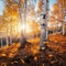 Autumns golden light caresses birch forest in serene afternoon