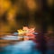 Autumns Reflection: A Colorful Leaf on a Pool of Water