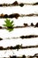 Autun leaves decoration stripes