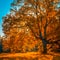 Autunm tree in the park, perfect fall scenery