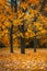 Autunm tree in the park, perfect fall scenery