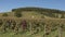 The autunm vineyards against a blue sky with colour changing vines