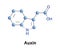 Auxins plant hormones