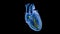 AV Node Signals in the Heart in Slow motion