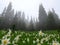 Avalanche Lilies in the Fog