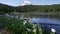 avalanche lilies at reflection lake in mt rainier national park