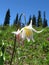 Avalanche Lily - Erythronium montanum