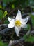 Avalanche Lily, Mount Rainier National Park