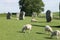Avebury standing stones and sheep