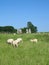 Avebury Stones