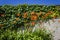 Avegetated wall with ivy and fire lilies in front