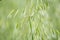 Avena green field. Oat closeup