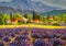 Avender landscape at summer sunset, lavender flowers are in bloom