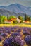 Avender landscape at summer sunset, lavender flowers are in bloom