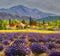 Avender landscape at summer sunset, lavender flowers are in bloom
