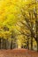 Avenue of autumn trees with golden leaves