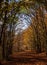 Avenue of autumn trees in the Parco dei Cento Laghi ie Park of One Hundred Lakes, in the Apennine mountains National