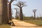 Avenue of baobab near Morondava