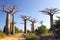 Avenue of the Baobabs