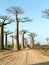 Avenue of Baobabs