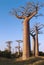 Avenue of the Baobabs