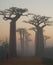 Avenue of baobabs at dawn in the mist. General view. Madagascar.