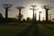 Avenue of the Baobabs at dusk - Morondava, Madagascar