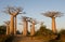 Avenue of baobabs. General view . Madagascar.