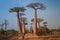 Avenue of the Baobabs, Morondava, Menabe Region, Madagascar