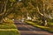 Avenue of beech trees