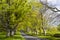 Avenue of Beech Trees