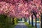 Avenue of blooming cherry trees in Magdeburg