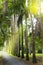 Avenue of the Cuban palm trees (royal palm tree) on Mauritius (Roystonea regia)