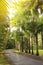 The avenue of the Cuban palm trees (royal palm tree) on Mauritius (Roystonea regia)